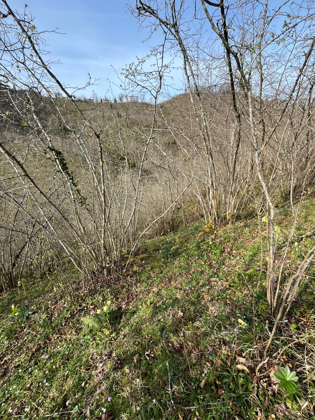 MABELDEN BOLAMAN LLALELİDE SATILIK 5300 M2 FINDIK BAHÇESİ